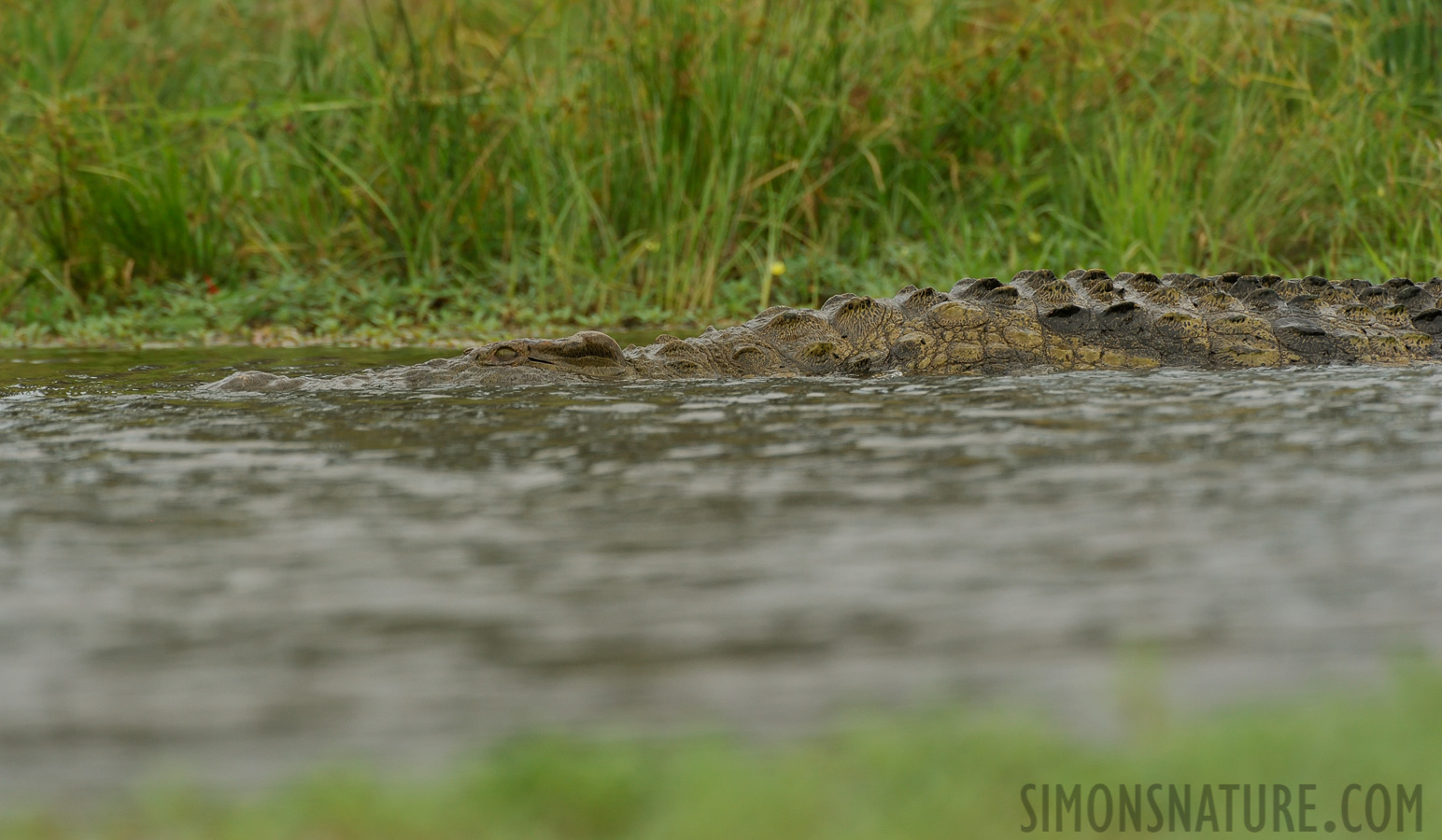 Crocodylus niloticus cowiei [550 mm, 1/1250 Sek. bei f / 8.0, ISO 1000]